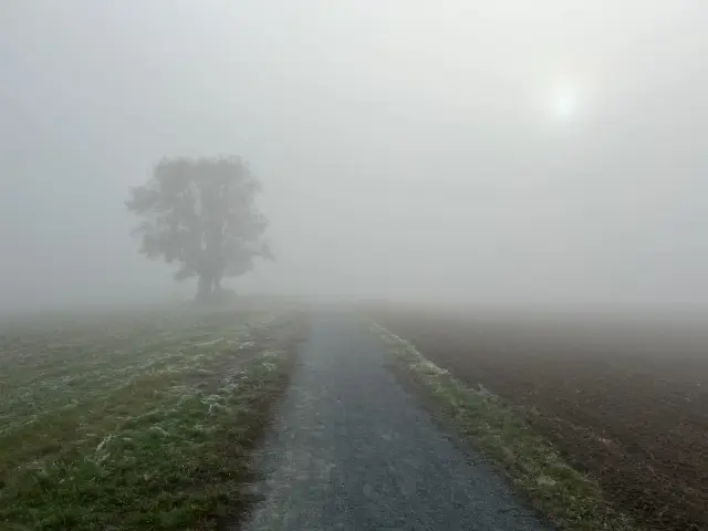 Polní cesta v mlze